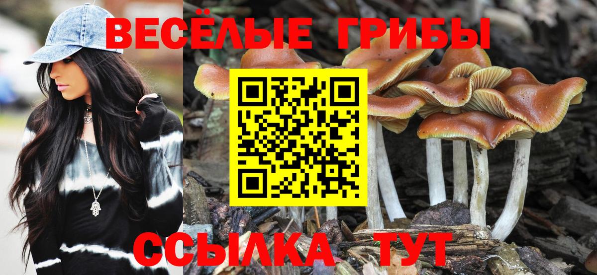 Псилоцибиновые грибы прущие грибы  Вход с VPN  что такое   Псилоцибиновые грибы GOLDEN TEACHER  Ростов-на-Дону 